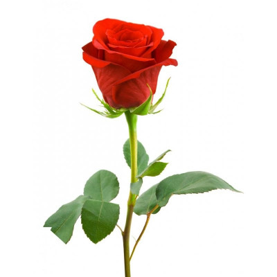 red rose.jpg